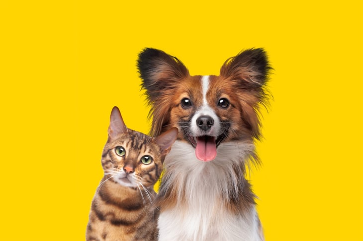Bright and colorful pet portrait of a happy dog and cat