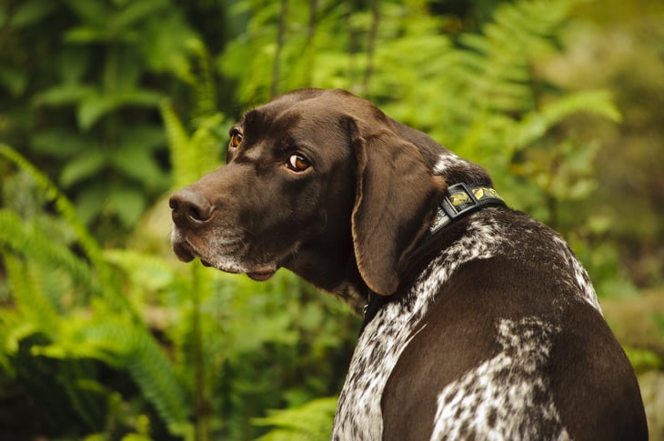German shorthaired pointer