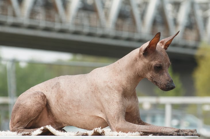 Peruvian Inca Orchid dog