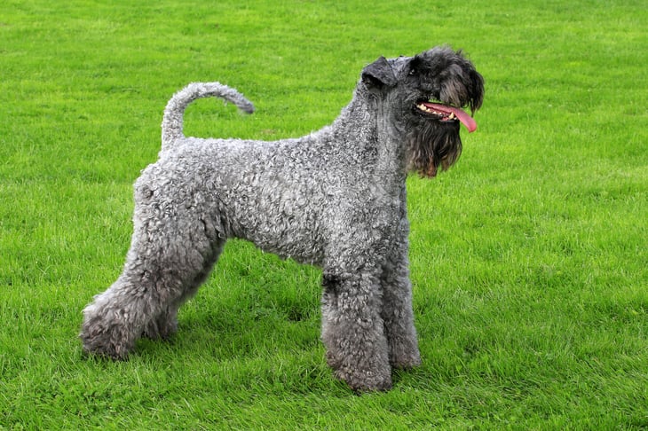 Kerry blue terrier dog