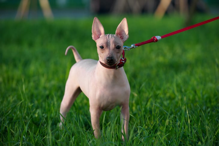 American hairless terrier