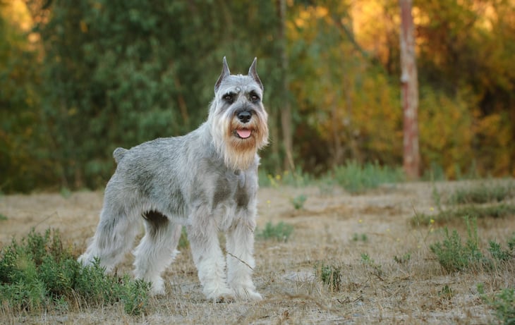 Standard schnauzer