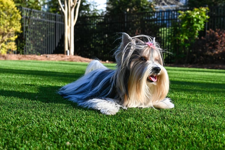 Long-haired Biewer Terrier with a pink bow, lying on a lush green artificial turf lawn on a sunny day.