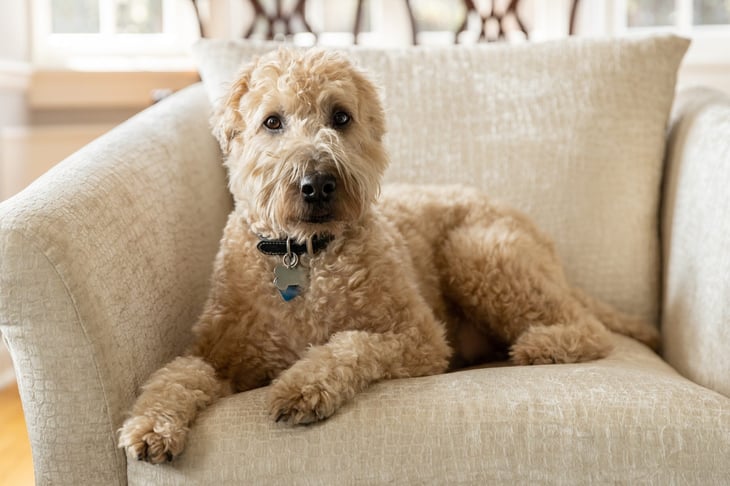 Soft-coated wheaten terrier