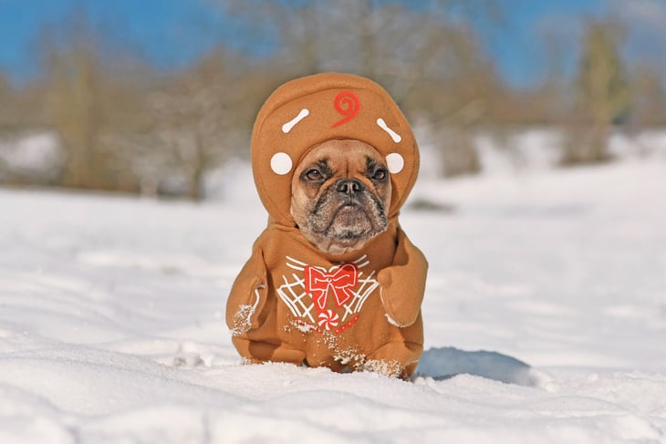 French bulldog in a gingerbread costume