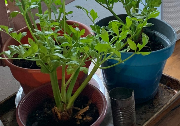 Celery plant regrowing from kitchen scraps