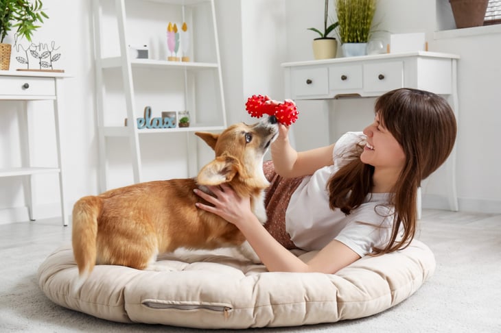 A young woman lying on pet bed and playing with a Corgi dog in living room