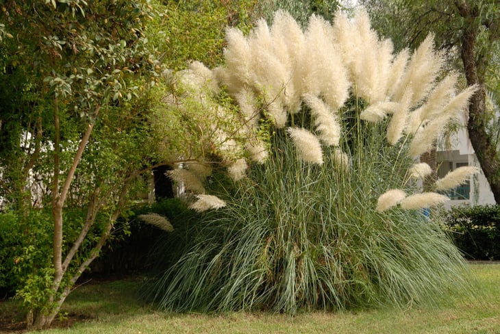 Pampas grass, Cortaderia selloana, is a flowering grass for the garden
