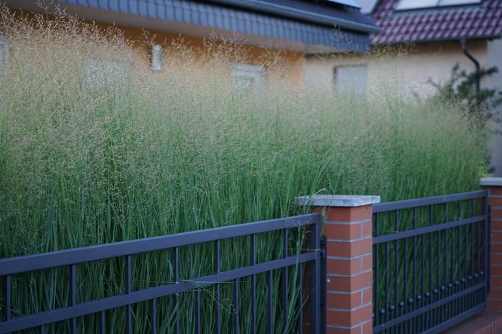 Switchgrass, Panicum virgatum, blooms in August near the fence as an ornamental tall grass for hedges.