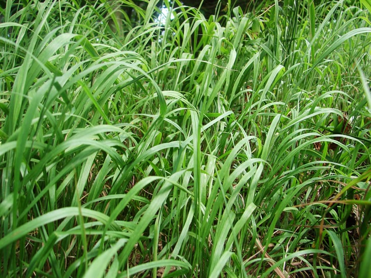 Andropogon gerardii, Big bluestem grass
