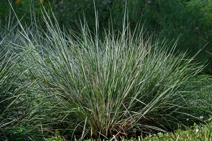 Little bluestem on a bright sunny summers day. Also known as Schizachyrium scoparium or beard grass, is a North American prairie grass native to most of the United States.