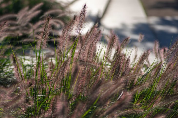 Pennisetum alopecuroides hameln foxtail fountain grass growing in the park