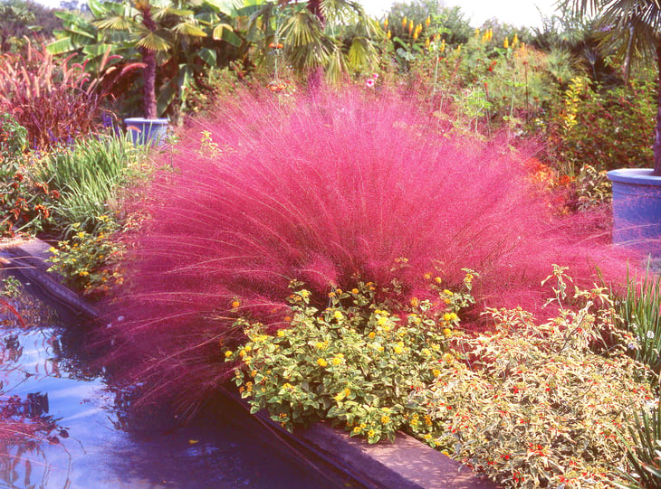 Pink Muhly Grass in the Garden