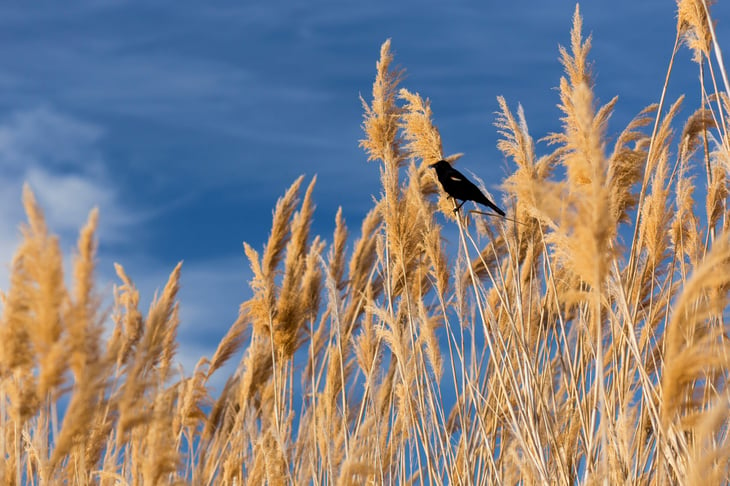 Red-winged blackbird on Ravenna Grass (Pampas Grass)