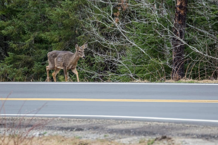 A deer walking along the side of the road in Voyageurs National Park in Minnesota.