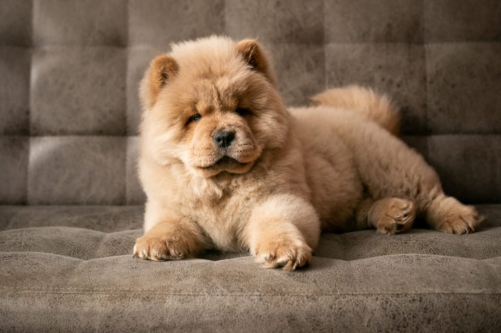 Chow chow puppy laying on the couch