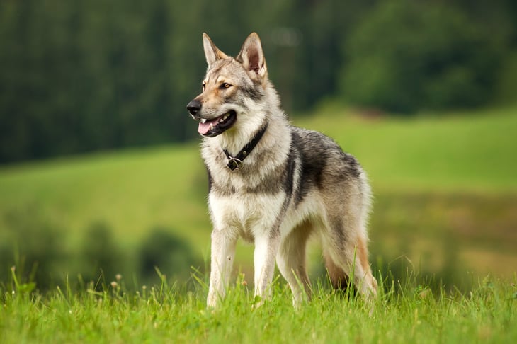 Wolf dog