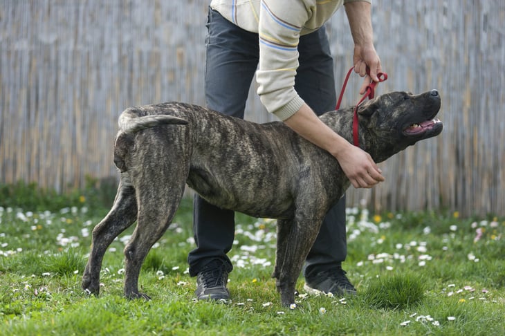Presa Canario dog going for a walk on a leash