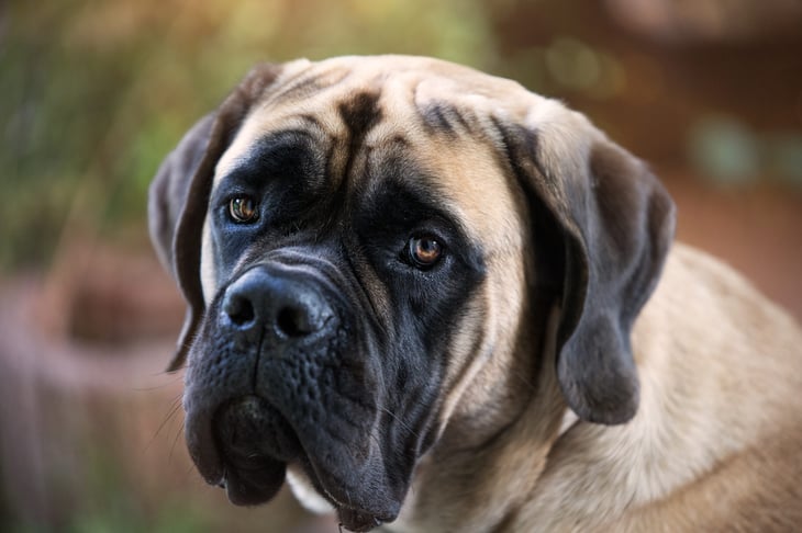 Mastiff dog