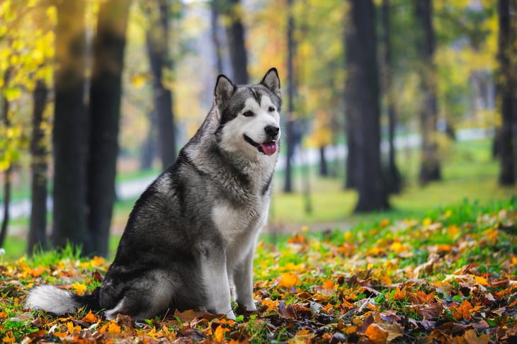 Alaskan malamute dog in a forest in autumn
