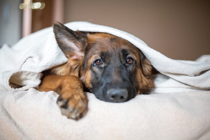 Sad German Shepherd with puppy dog eyes lying in bed under the blanket