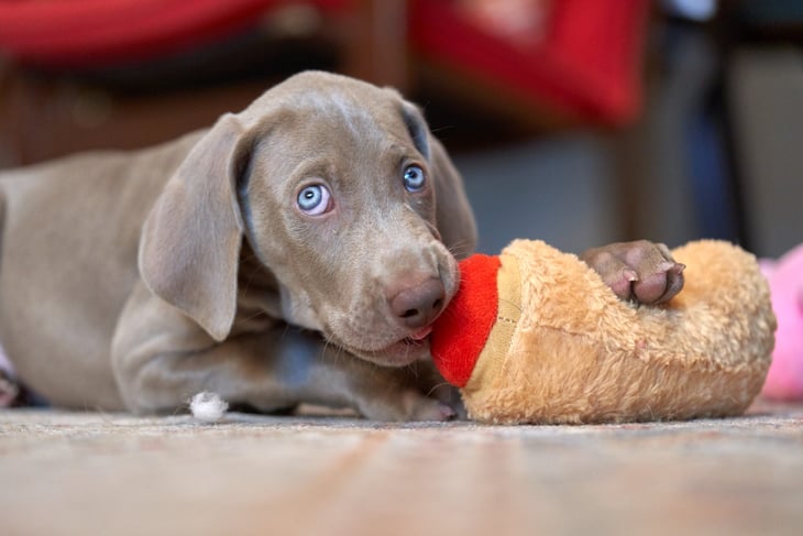 Weimaraner puppy dog