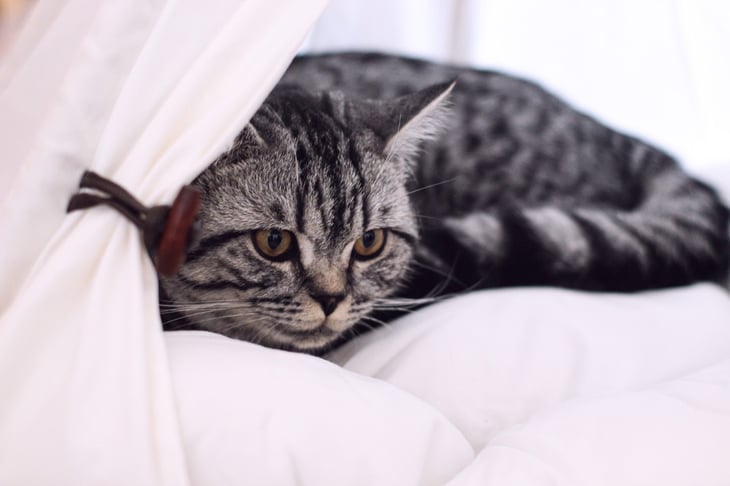 British shorthair cat in a tent