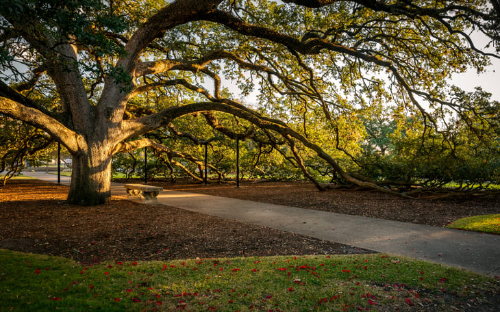 The Century Tree at Texas A&M University