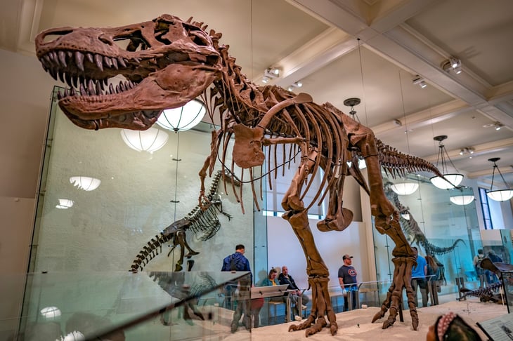 Fossilized dinosaur at the American Museum of Natural History in Manhattan, New York