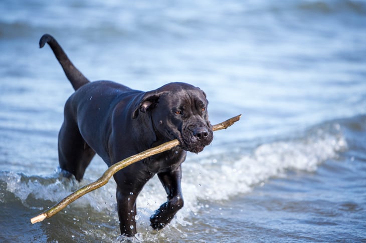Presa Canario dog playing with a stick at the beach