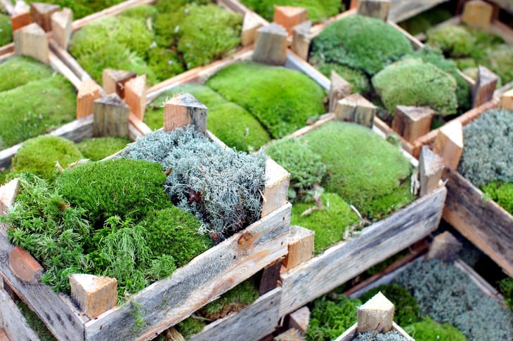 Crates of moss.