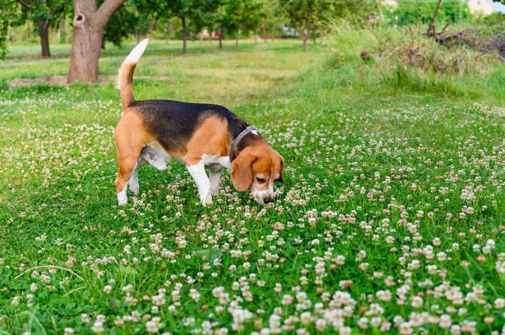Beagle smelling clover.