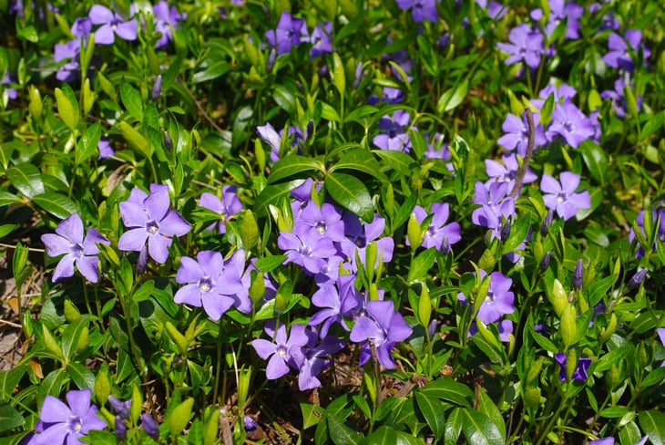 Periwinkle flowers.