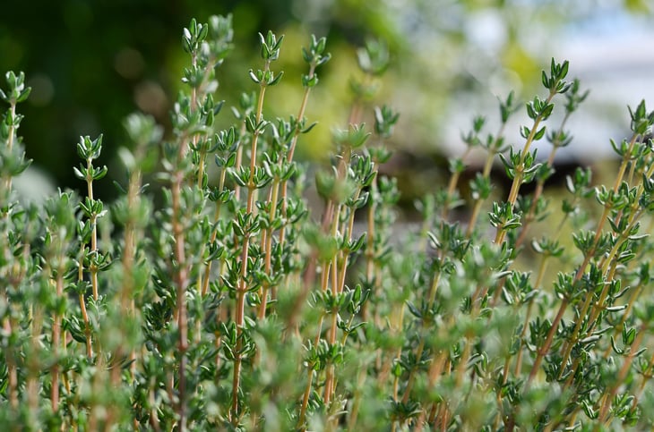 Thyme planted in yard or garden.