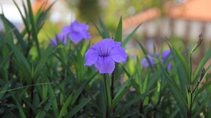 Petunias in the yard.