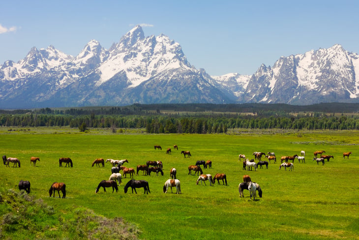 Horses in the fields of Grand Teton National Park