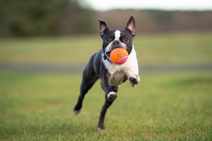 Boston Terrier playing with tennis ball at the park.