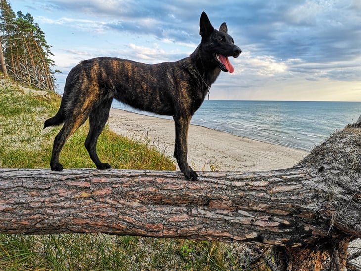 Dutch Shepherd standing on an old tree at the beach.