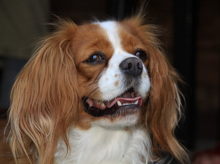 A King Charles Spaniel portrait.