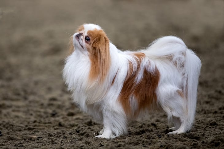 Long-haired Japanese Chin dog outside. 