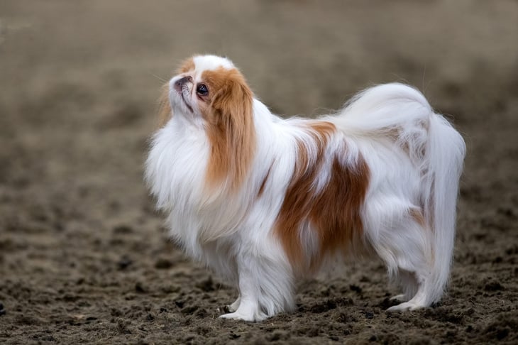 Long-haired Japanese Chin dog outside.