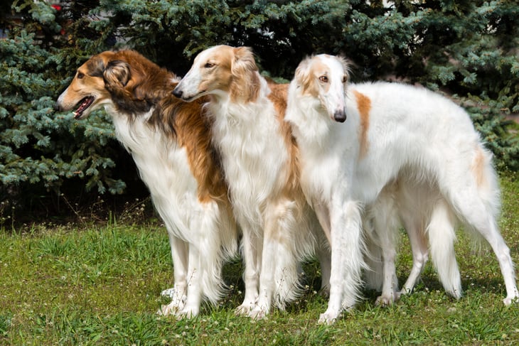 A group of Borzoi Russian dogs.