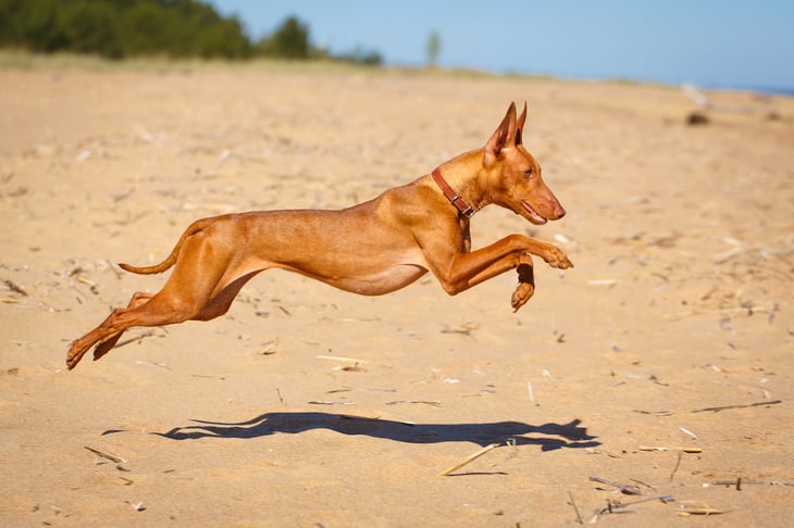 A Cirneco dell'Etna dog running on the beach.