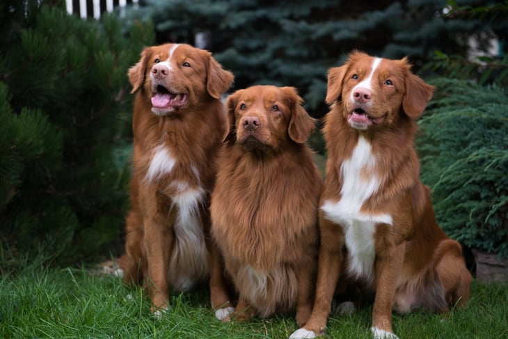 A group of three Nova Scotia duck-tolling retrievers outside.