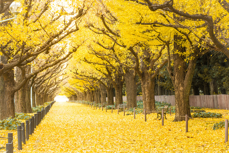 Yellow ginkgo trees and yellow ginkgo leaves at Ginkgo avenue.(Icho Namiki) Tokyo,Japan.