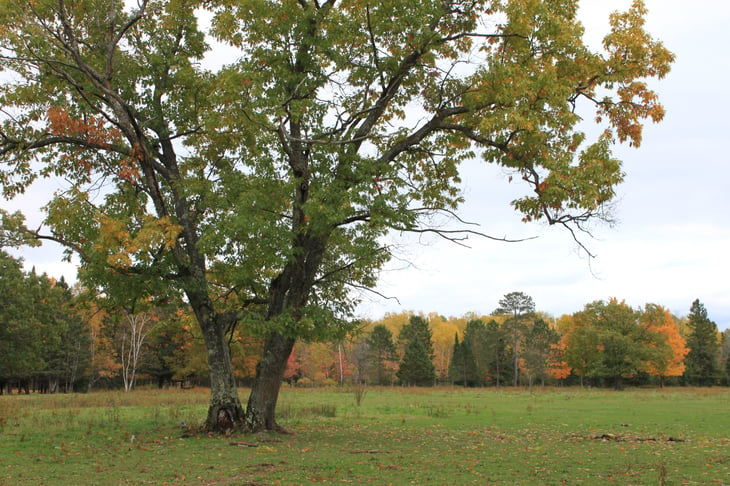 A silver maple (Acer saccharinum) towers above a grassy field