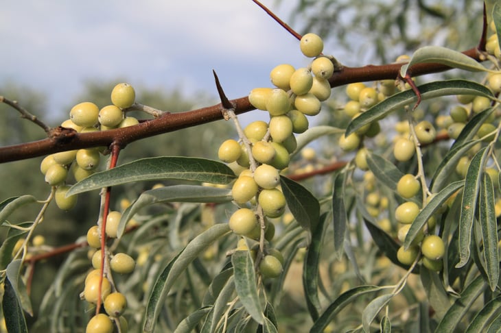 Russian olive tree