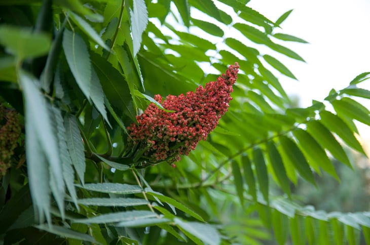 Flowering of the decorative sumac tree