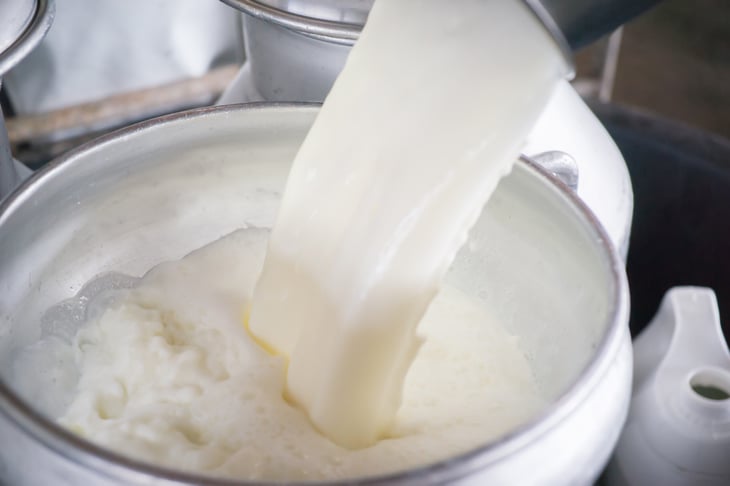 Raw milk pouring into a large vat