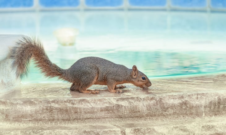 Squirrel drinking out of a swimming pool